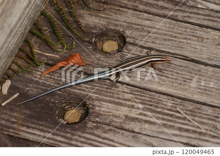 尾の青いヒガシニホントカゲ 尾の青いヒガシニホントカゲ 120049465