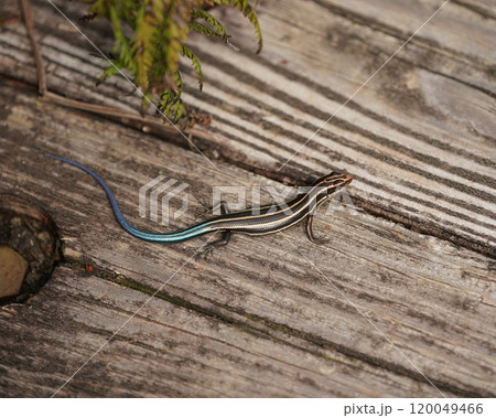 尾の青いヒガシニホントカゲ 尾の青いヒガシニホントカゲ 120049466