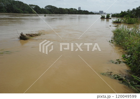 増水した淀川　桂川 120049599