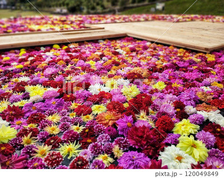 水に浮かぶカラフルなダリアの花 水に浮かぶカラフルなダリアの花 120049849