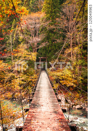 紅葉に彩られる見倉橋【新潟県津南町・秋山郷】 120049963