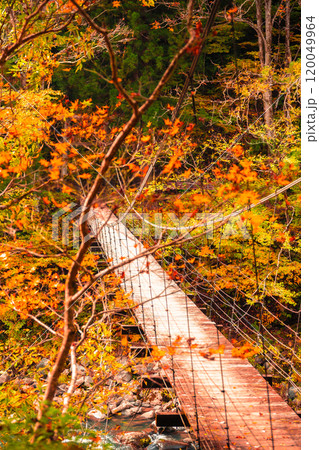 紅葉に染まる見倉橋【新潟県津南町・秋山郷】 120049964