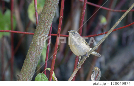 Common Chiffchaff(Phylloscopus collybita) among branches 120049974