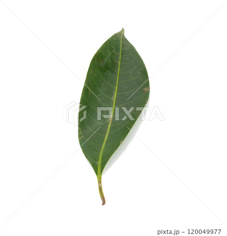 leaves. leaf. drity. rot. isolated on white background leaves. leaf. drity. rot. isolated on white background 120049977