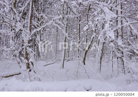 Wintertime landscape of snowy coniferous tree stand 120050084