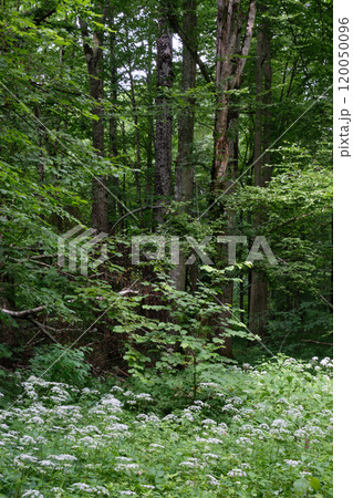 Springtime deciduous stand with old trees 120050096