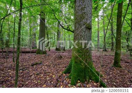 Summertime deciduous forest with broken old trees Summertime deciduous forest with broken old trees 120050151