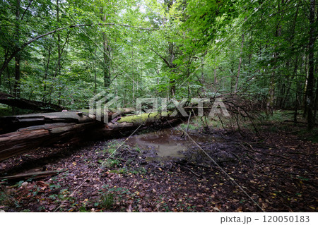 Summertime deciduous forest with broken old trees Summertime deciduous forest with broken old trees 120050183