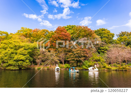 吉祥寺 秋の井の頭公園 吉祥寺 秋の井の頭公園 120050227