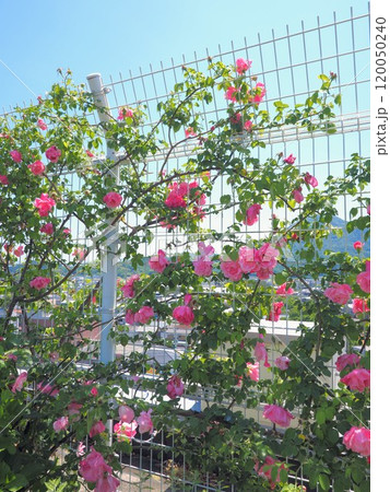 四国おとなとこどもの医療センター 屋上庭園【香川県善通寺市】2 四国おとなとこどもの医療センター 屋上庭園【香川県善通寺市】2 120050240