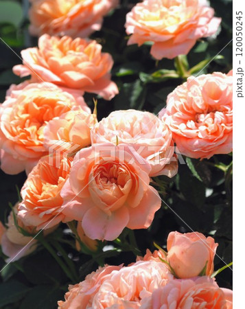 四国おとなとこどもの医療センター　屋上庭園【香川県善通寺市】7 120050245