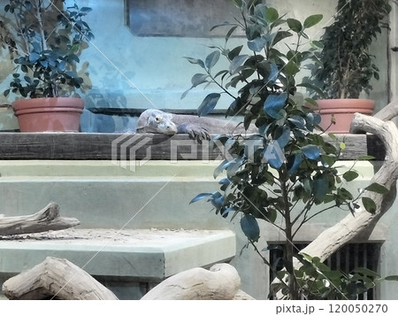 コモドドラゴンの昼寝 動物園 ／写真 120050270