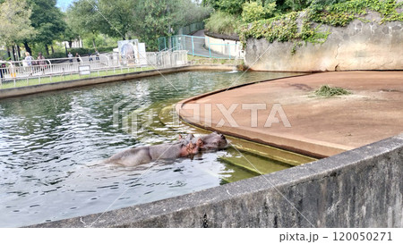 水泳の河馬 動物園 /写真 水泳の河馬 動物園 /写真 120050271