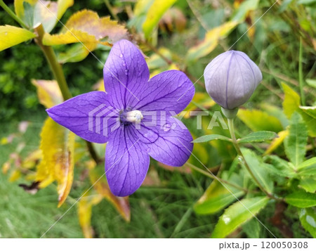 雨上がりの桔梗 植物園 /写真 雨上がりの桔梗 植物園 /写真 120050308
