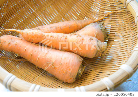 畑から収穫した人参 畑から収穫した人参 120050408