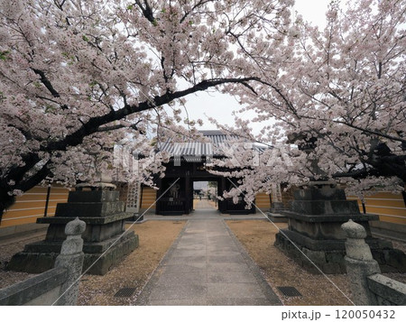 金倉寺の桜（ソメイヨシノ）香川県善通寺市金蔵寺2 120050432
