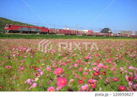 コスモス畑と貨物列車（JR貨物　EH500形） 120050627