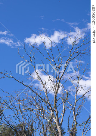 Landscape Big tree and blue sky with white clouds 120050807