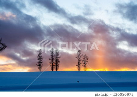 冬の夕暮れの丘に立つ冬木立と太陽柱 120050973