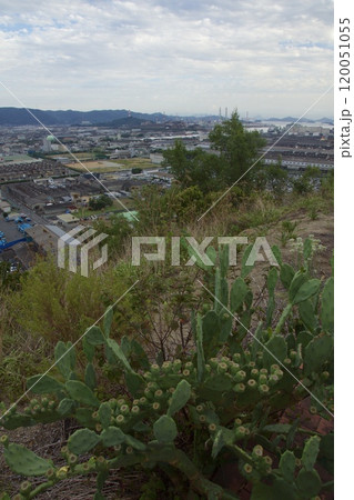 亀島山　花と緑の丘公園　水島工場地帯 120051055