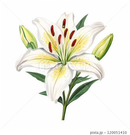 AI Image Generator, Exquisite Lily Blossom 120051410
