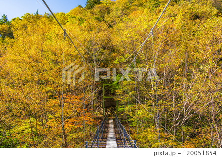 【静岡県】紅葉が美しい畑薙湖　畑薙大吊橋 120051854