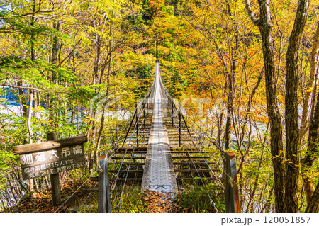 【静岡県】紅葉が美しい畑薙湖　畑薙大吊橋 120051857