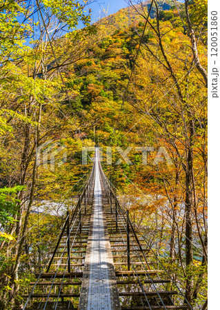 【静岡県】紅葉が美しい畑薙湖　畑薙大吊橋 120051860