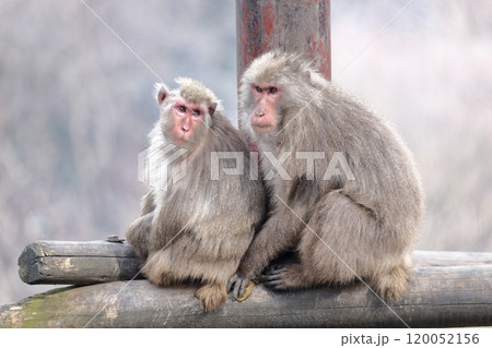 お猿さん 120052156