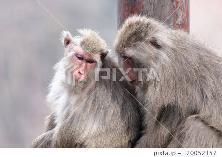 お猿さん お猿さん 120052157