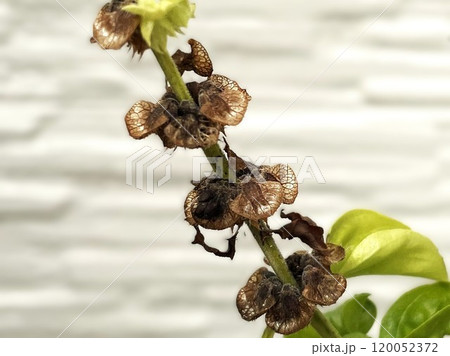 庭のプランターのスイートバジルに種ができた3 120052372