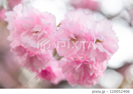 八重桜のイメージ (写真素材) 八重桜のイメージ (写真素材) 120052406