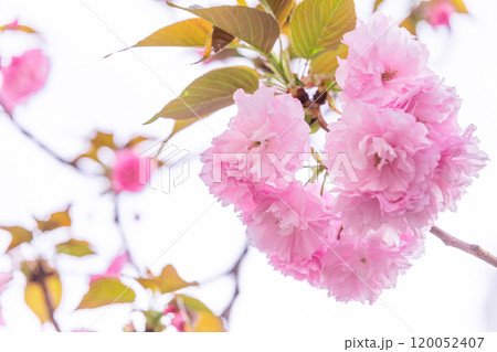 八重桜のイメージ (写真素材) 八重桜のイメージ (写真素材) 120052407