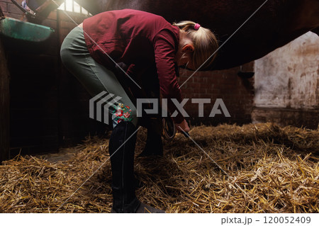 Young little teenager kid girl cleaning horseshoe hoof picking brush tools chestnut horse at stable ranch. Horse ride school farm life. Cute little blond girl kid care brown horse. Equine hobby work Young little teenager kid girl cleaning horseshoe hoof picking brush tools chestnut horse at stable ranch. Horse ride school farm life. Cute little blond girl kid care brown horse. Equine hobby work 120052409