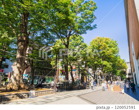 府中市 けやき並木通り 府中市 けやき並木通り 120052591