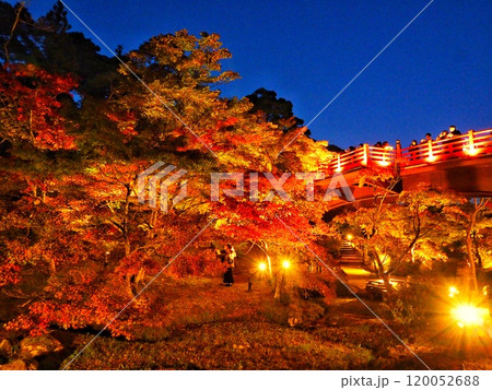秋の紅葉、もみじのライトアップと赤い橋 120052688