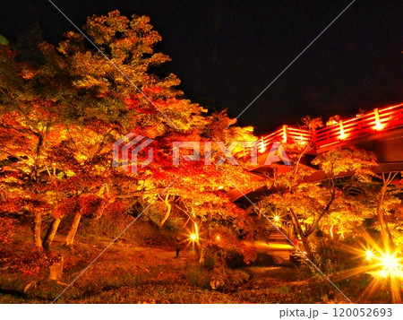 秋の紅葉、もみじのライトアップと赤い橋 120052693