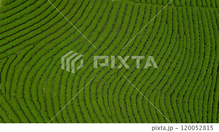Aerial view of green tea plantation ecological tea garden green tea plantation, Beautiful texture background green agricultural field plantation. 120052815