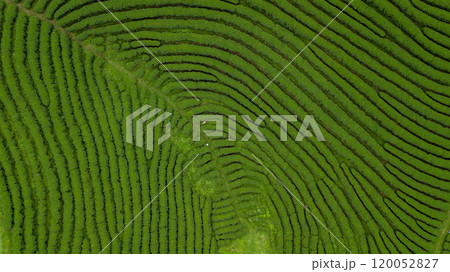 Aerial view of green tea plantation ecological tea garden green tea plantation, Beautiful texture background green agricultural field plantation. Aerial view of green tea plantation ecological tea garden green tea plantation, Beautiful texture background green agricultural field plantation. 120052827