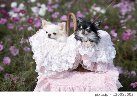 コスモス畑とカゴに入った2匹のチワワ コスモス畑とカゴに入った2匹のチワワ 120053002