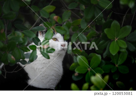 木陰で休む白猫 120053081