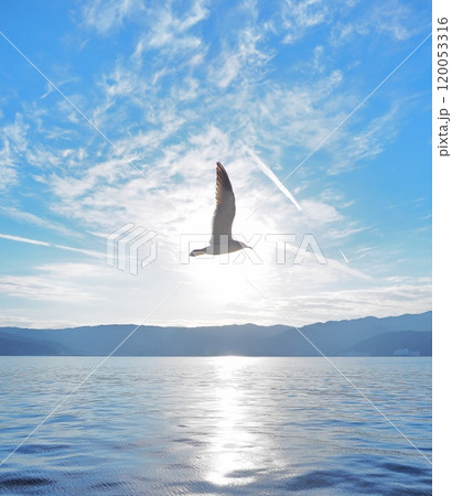 海の上を飛ぶカモメ 120053316
