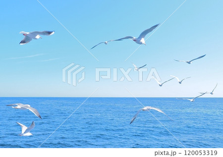 海の上を飛ぶカモメ 120053319