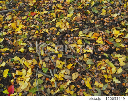 地面に落ちた銀杏 120053449