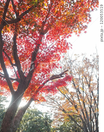 紅葉　もみじのある風景 120053519