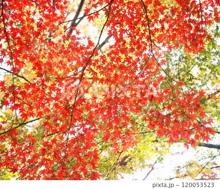 紅葉　もみじのある風景 120053523