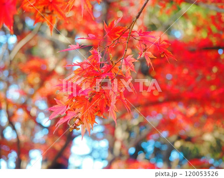 紅葉　もみじのある風景 120053526