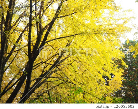 紅葉 イチョウのある風景 紅葉 イチョウのある風景 120053602