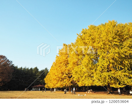 紅葉　イチョウのある風景 120053604