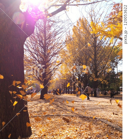 紅葉　イチョウのある風景 120053622